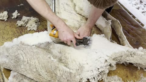 Rowdy shearing a sheep 🐑 with lice 🤢