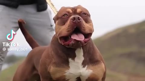 American bully