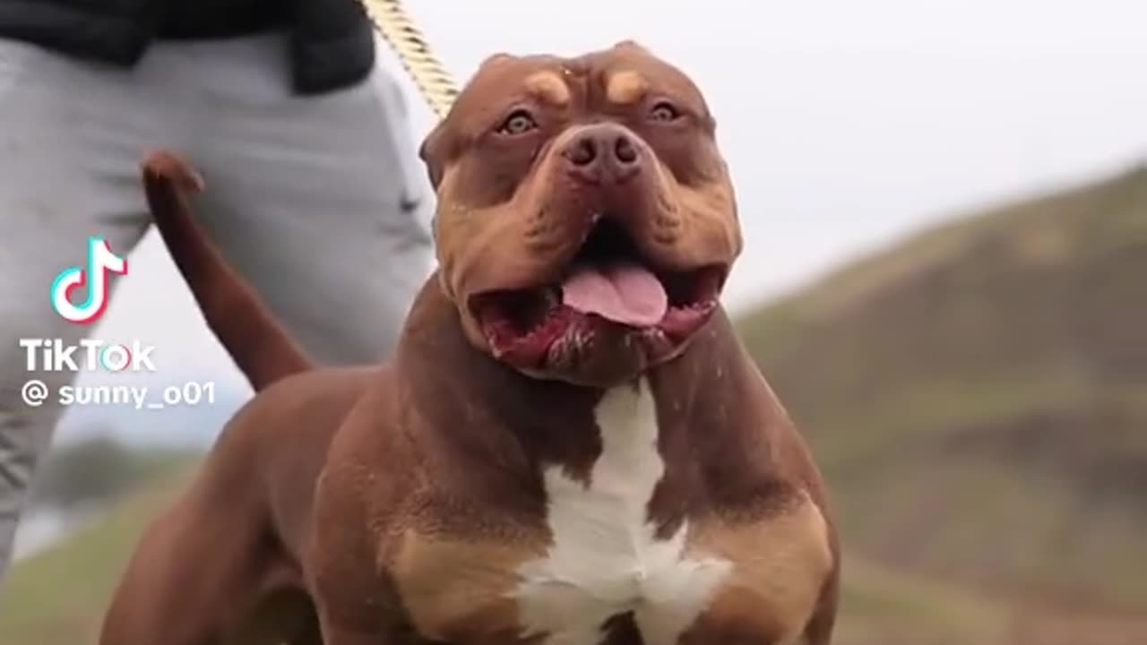 American bully