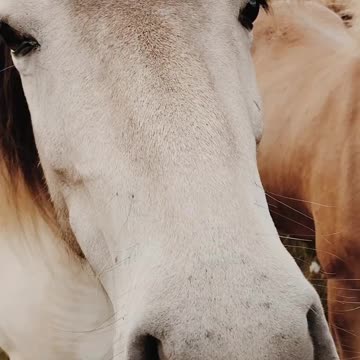 Oh beauty of horses
