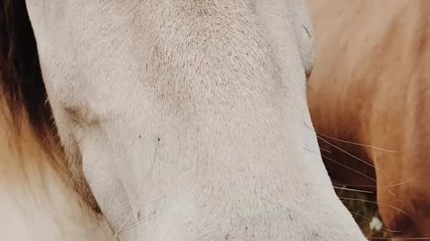 Oh beauty of horses