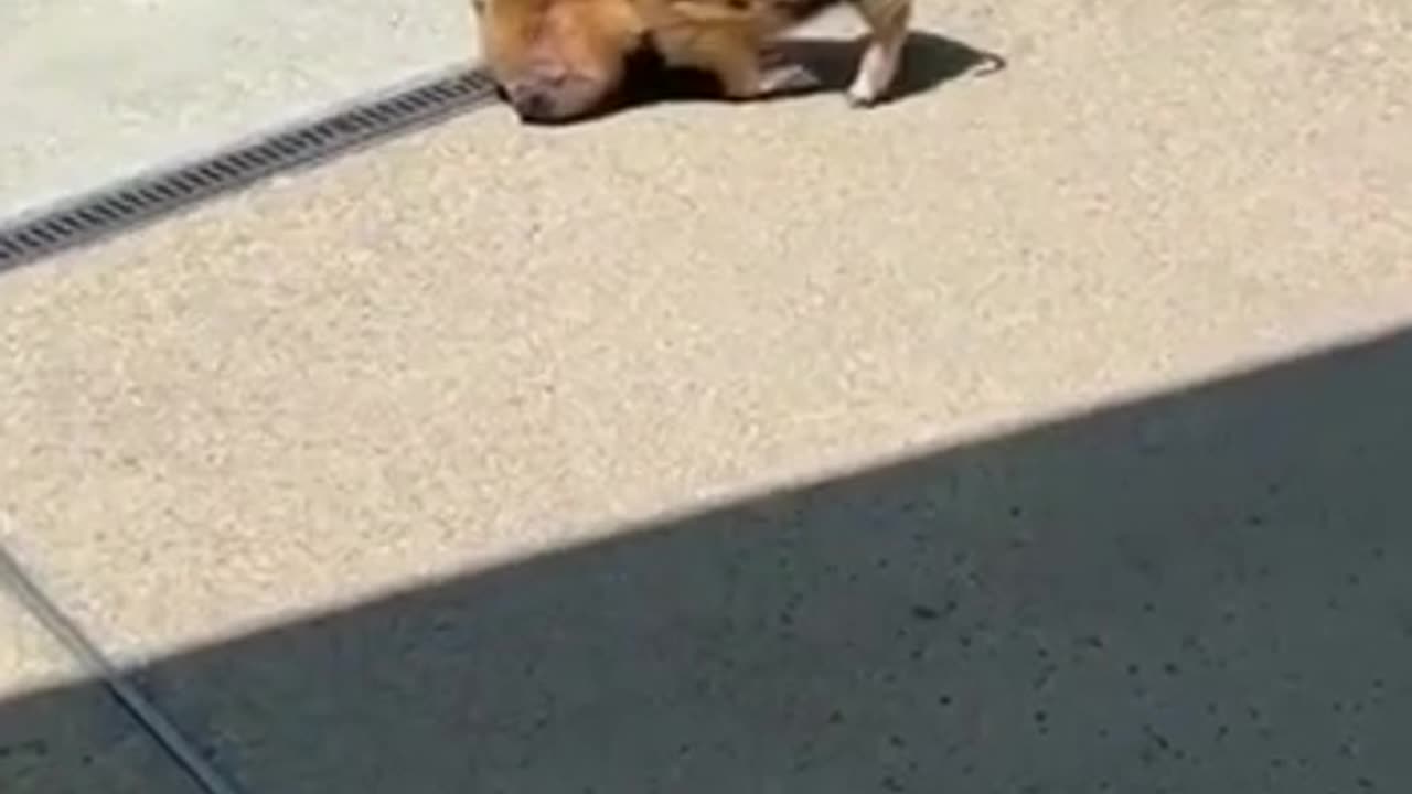 Funny animals