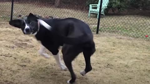 Puppy Brings Chaos to Senior Dog Retirement Home | The Dodo