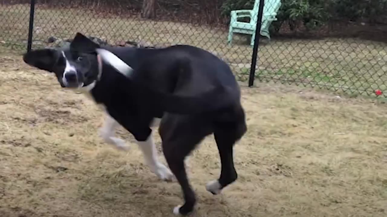 Puppy Brings Chaos to Senior Dog Retirement Home | The Dodo