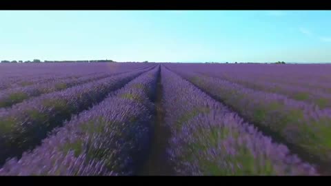 FLOWERS Best relaxing music mix Video