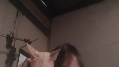Cat strong
