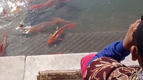 INDIAN FISHES