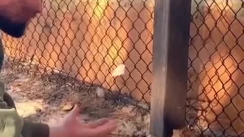Cutest animal in the world What do you think