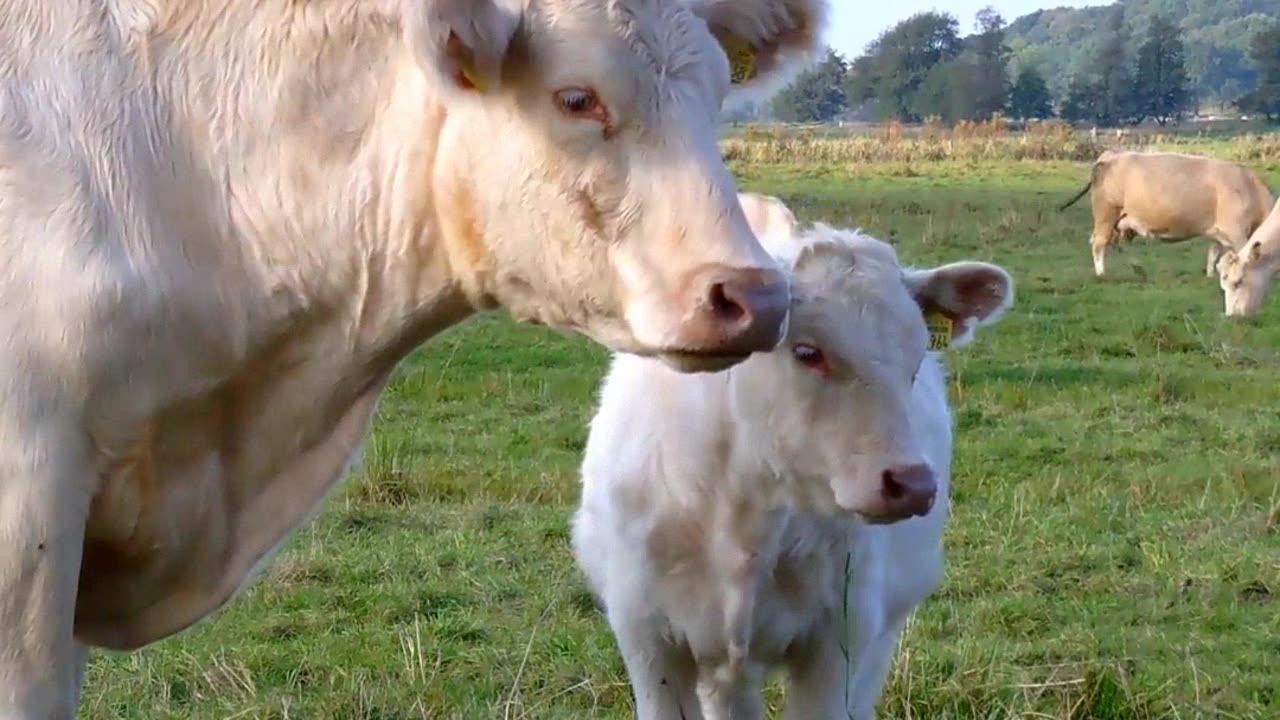 You Won't Believe How Big Veal Gets at Just Six Months!