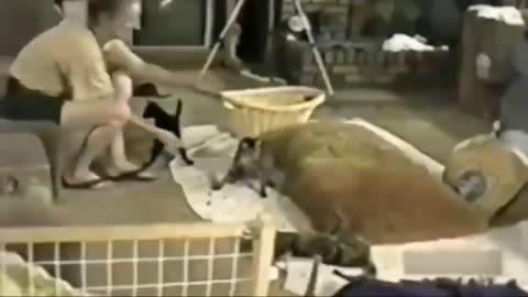 Scared Cat Compilation No.1