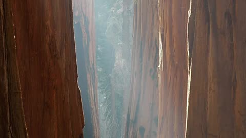 Sequoia National Park, USA.