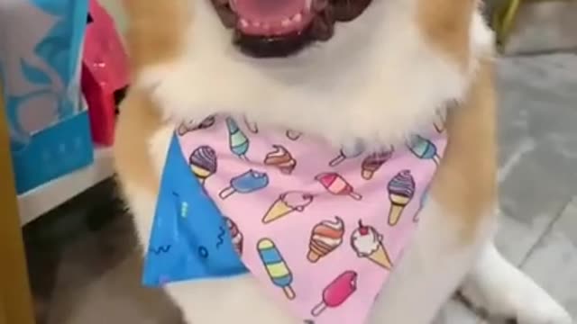 This Corgi is so cute #shorts