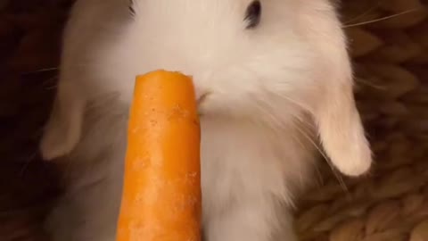 Rabbit video cute rabbit