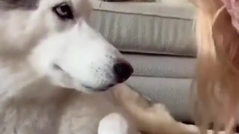 Try Not to Laugh Challenge - Funny Dog Video