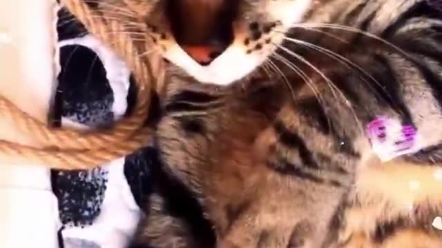 A Day in the Life of a Cat #98