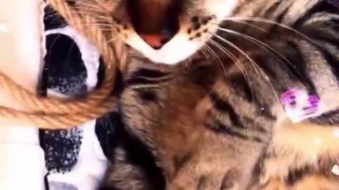 A Day in the Life of a Cat #98