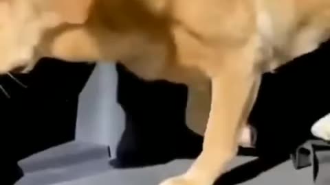Funny animal video