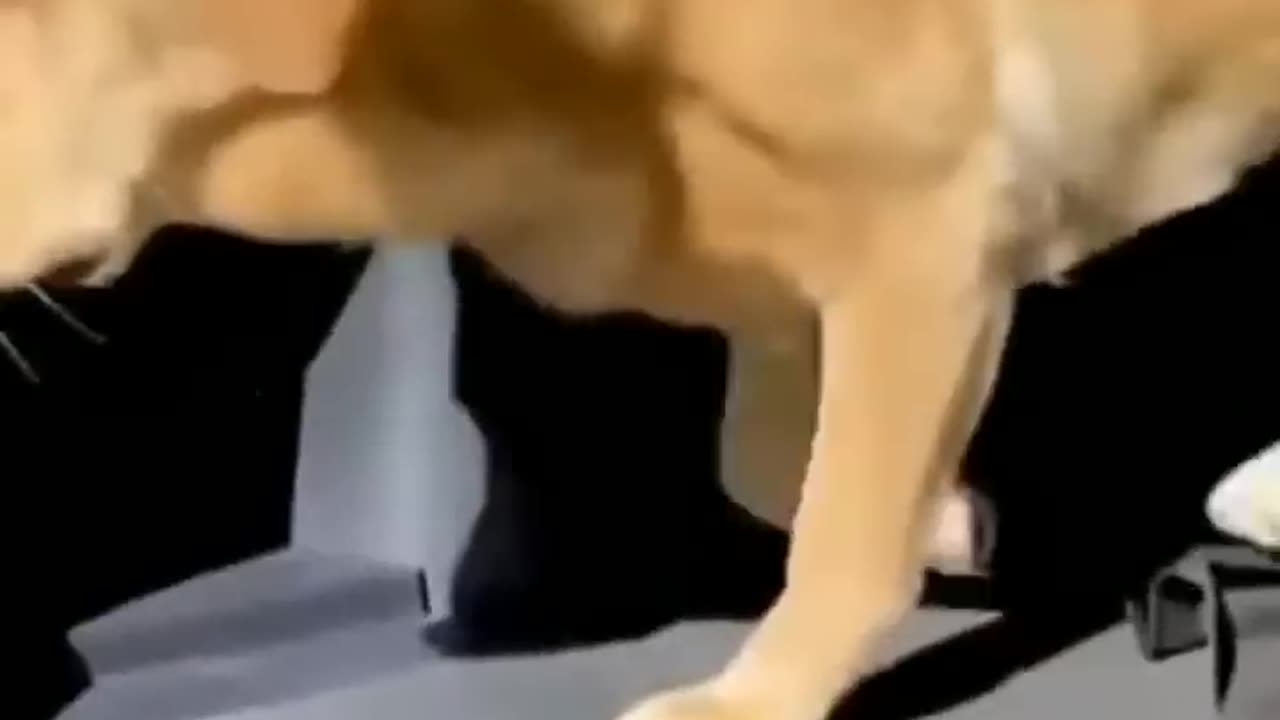 Funny animal video