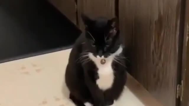 Funny cat 😹reaction on "the neighbor's cat is pregnant and you are the father"