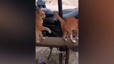 Funny cats and dogs very very funny cutie videos