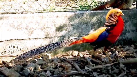 Beautiful Golden Pheasants and Wading Birds