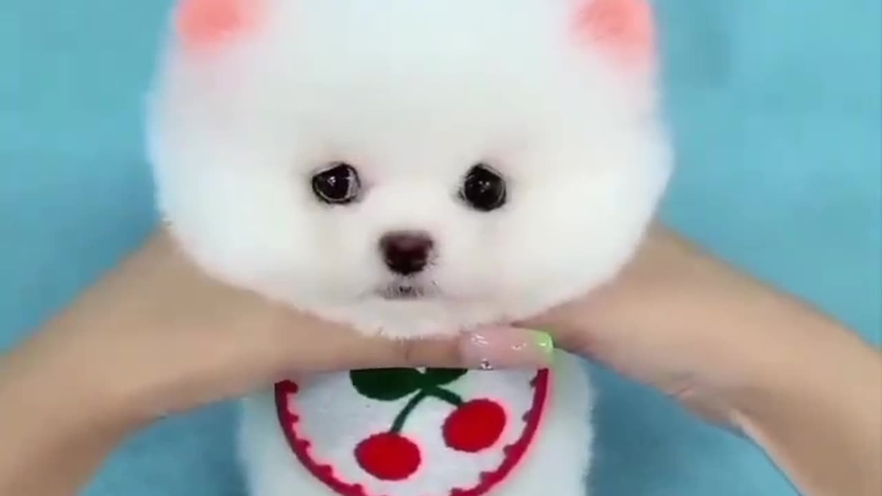 Cute Dog Video 😘🔥❌📵🥀🥵🌶️🥰