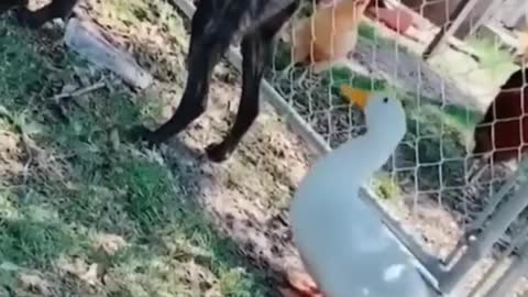 Animal Funny video cat and dog