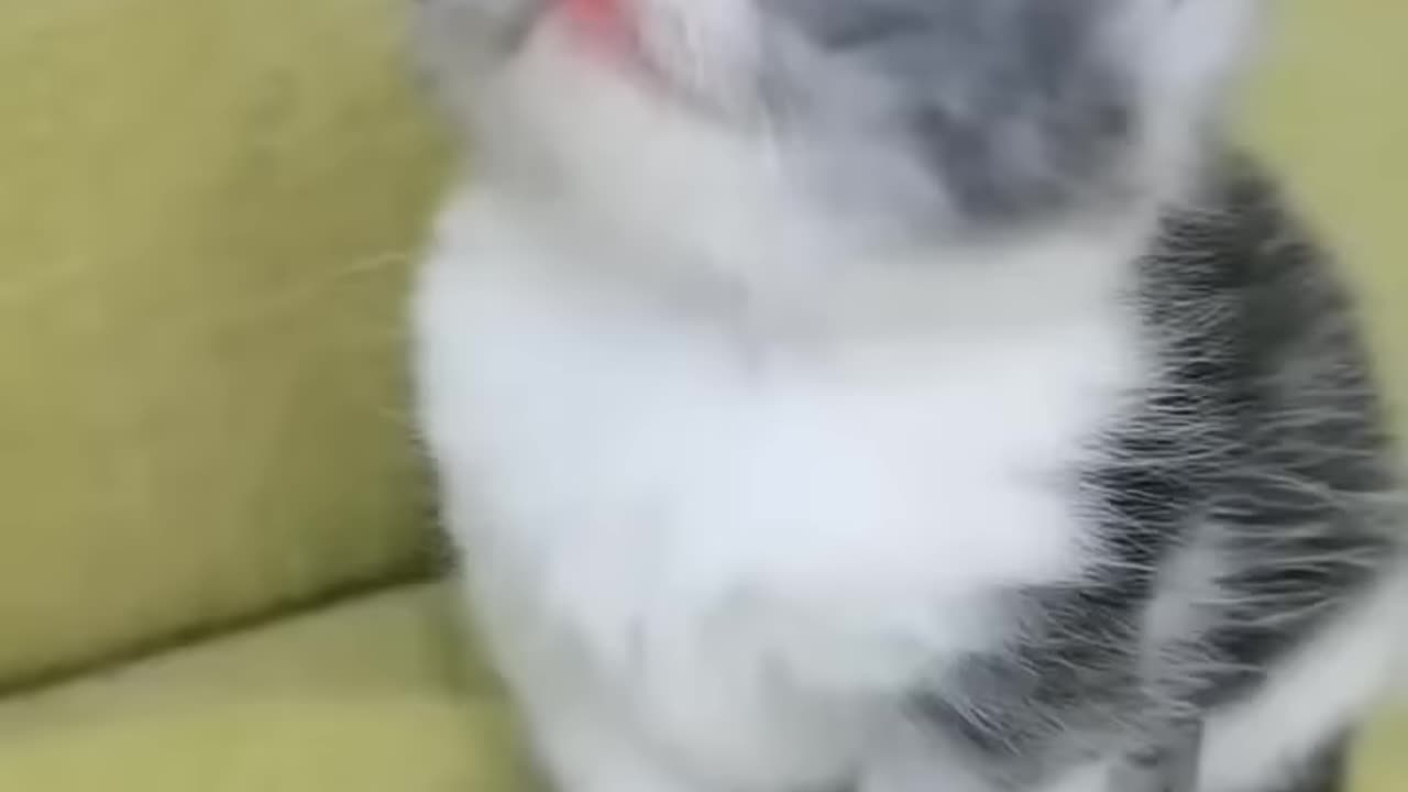 Cute cat dancing with the house