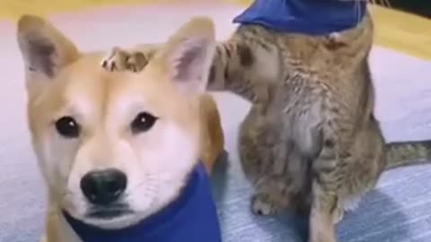 # Funny cat