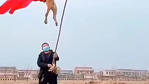 Superman doggo