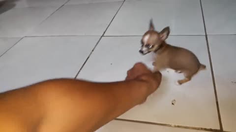 Miniature Pinscher pure hate