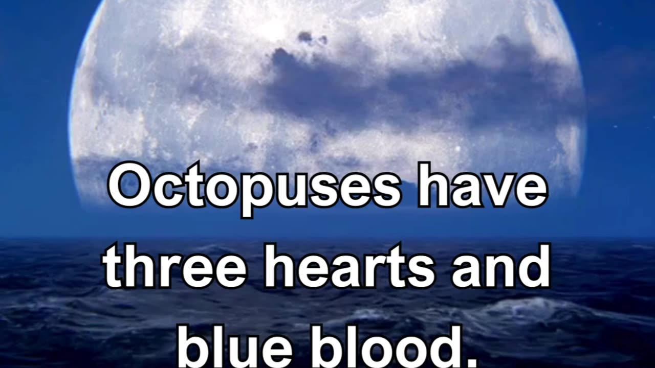 Octopuses have three hearts and blue blood.