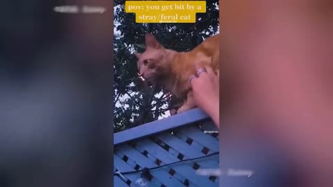 Funny Animal Videos 2023 - Funniest Dogs and Cats Videos