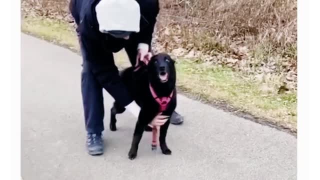 the way she stood still for the harness 😭