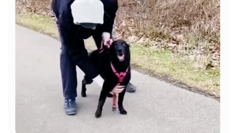 the way she stood still for the harness 😭