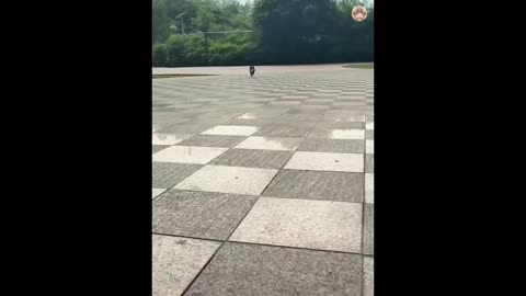 New Funny Animals