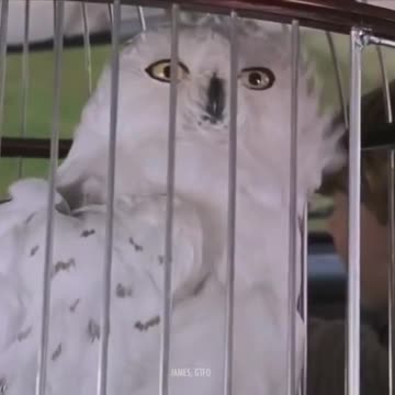 Harry Potter - Thomas the tank engine