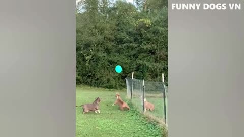 Funny Videos