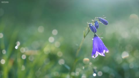 Beautiful Relaxing Music