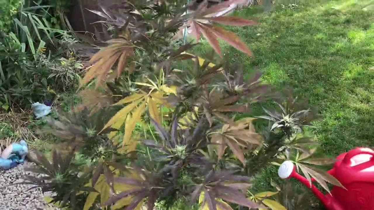Autumn Tones of Ganja