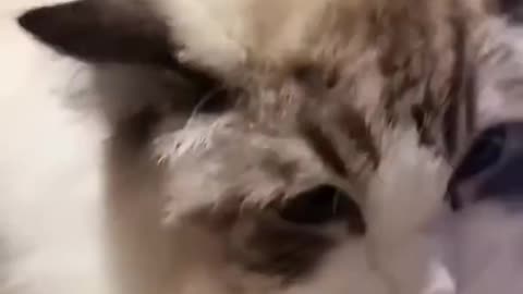 Aww Cute Cats Videos #catmeow Funny Animals Compilation😹 Try Not To Laugh Challenge MV32 #shorts