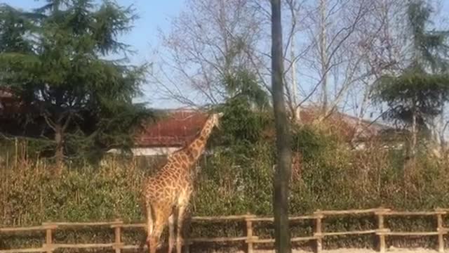 The giraffe