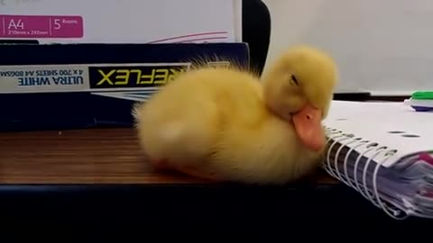Baby Duck Can't Stay Awake, VIRAL,FUNNY VIDEO,