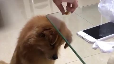 Dog Wondering What Happened to the BREAD!!
