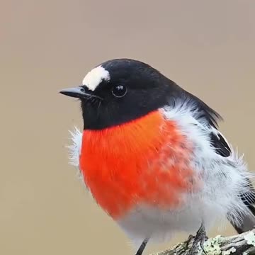 Beautiful Paradise Birds