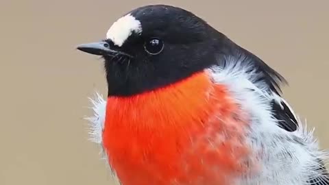 Beautiful Paradise Birds