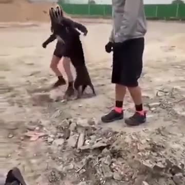 Dog With Bottle Stuck on Head