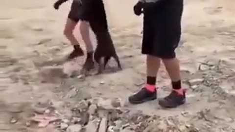 Dog With Bottle Stuck on Head