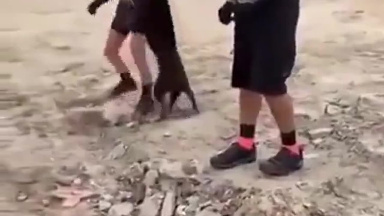 Dog With Bottle Stuck on Head