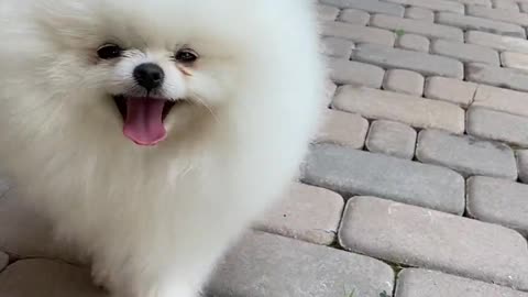 Dog walking outside